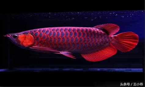 紅龍 魚|紅龍魚 飼養方法 品種介紹